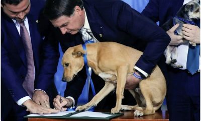 Brazilian President's Dog Signs Law to Stop Hurting Animals