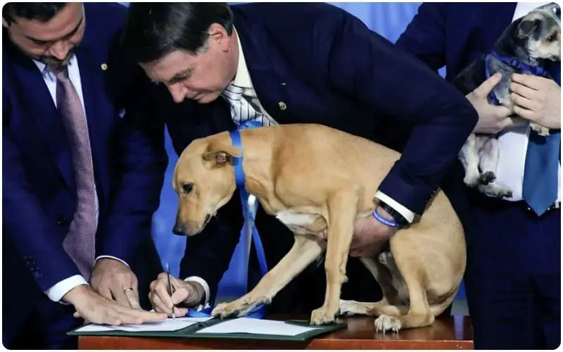 Brazilian President's Dog Signs Law to Stop Hurting Animals