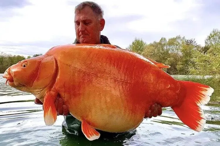 British Angler Caught Huge 67-Pound Goldfish in the World