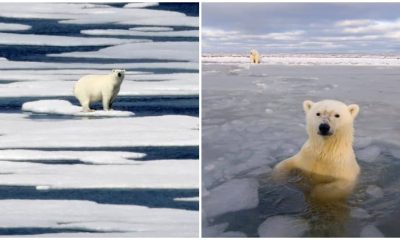 Canada Establishes Two Protected Areas in the Ocean to Aid Endangered Arctic Animals