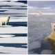 Canada Establishes Two Protected Areas in the Ocean to Aid Endangered Arctic Animals