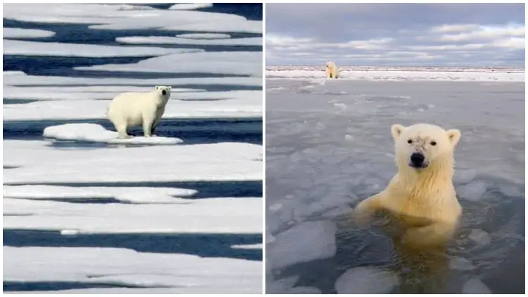 Canada Establishes Two Protected Areas in the Ocean to Aid Endangered Arctic Animals