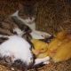 Cat Adopts Baby Ducklings and Cares for Them with Her Kittens