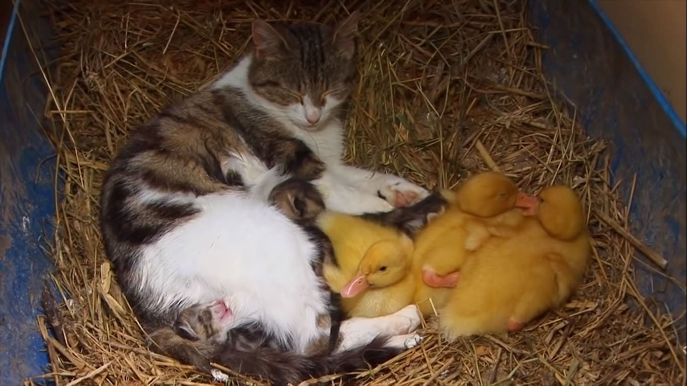 Cat Adopts Baby Ducklings and Cares for Them with Her Kittens