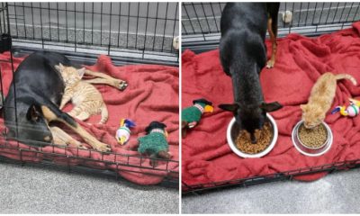 Cat Rescued During Storm Chooses to Leave His Crate and Cuddle with Sick Dog in Her Crate