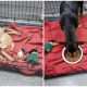 Cat Rescued During Storm Chooses to Leave His Crate and Cuddle with Sick Dog in Her Crate