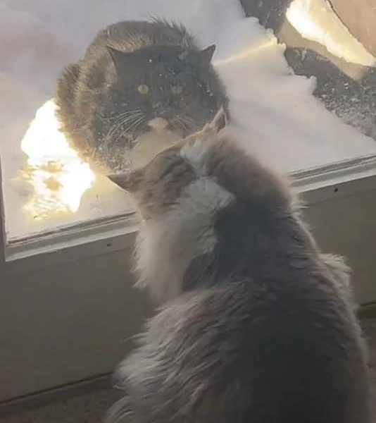 Cat Waits Patiently at Family's Door Everyday, Hoping to Be Adopted