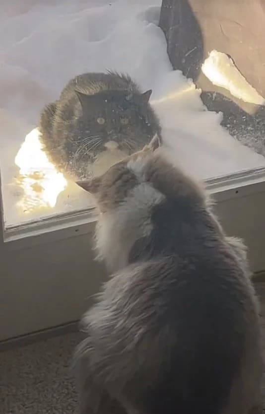 Cat Waits Patiently at Family's Door Everyday, Hoping to Be Adopted