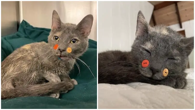Cat with Broken Jaw Healed by Buttons Tries Solid Food for the First Time