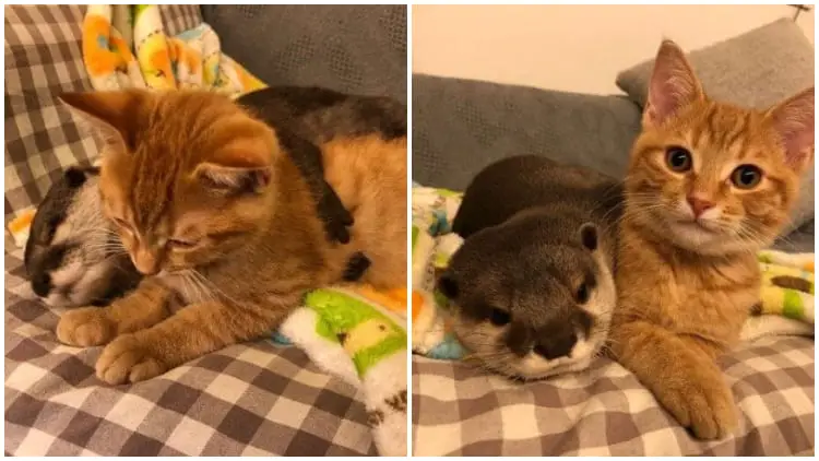 Cuddly Otter Can’t Sleep Without Hugging Her Kitten Best Friend Before Bedtime