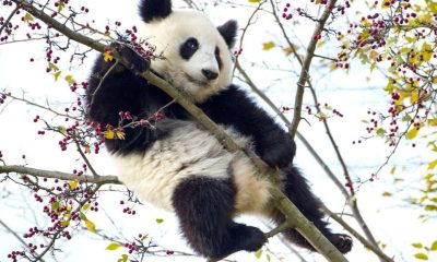 Cute Baby Panda Gets Trapped in Tree at Zoo in Austria While Looking for Berries