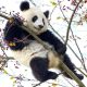 Cute Baby Panda Gets Trapped in Tree at Zoo in Austria While Looking for Berries