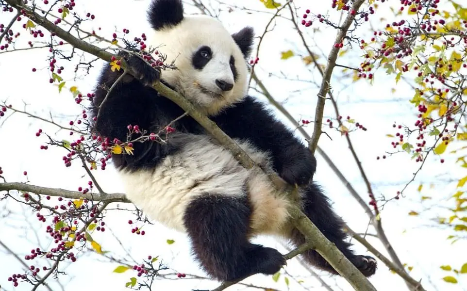 Cute Baby Panda Gets Trapped in Tree at Zoo in Austria While Looking for Berries