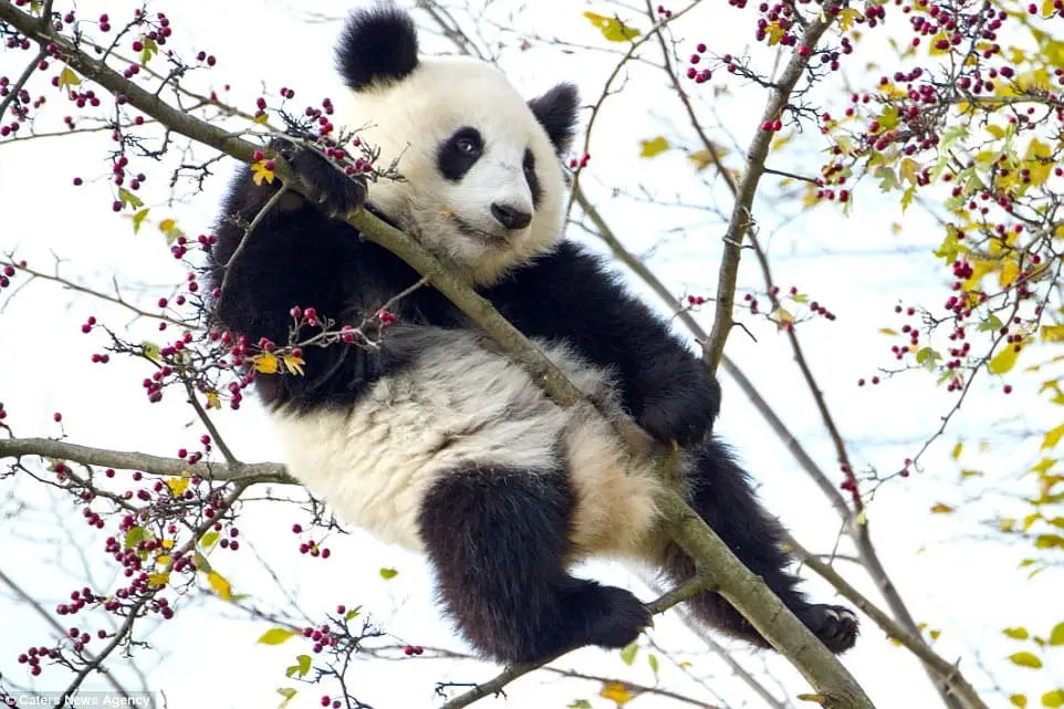 Cute Baby Panda Gets Trapped in Tree at Zoo in Austria While Looking for Berries