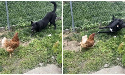 Cute Dog Tries to Befriend Chicken, but Friendship Doesn't Go as Planned