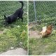 Cute Dog Tries to Befriend Chicken, but Friendship Doesn't Go as Planned