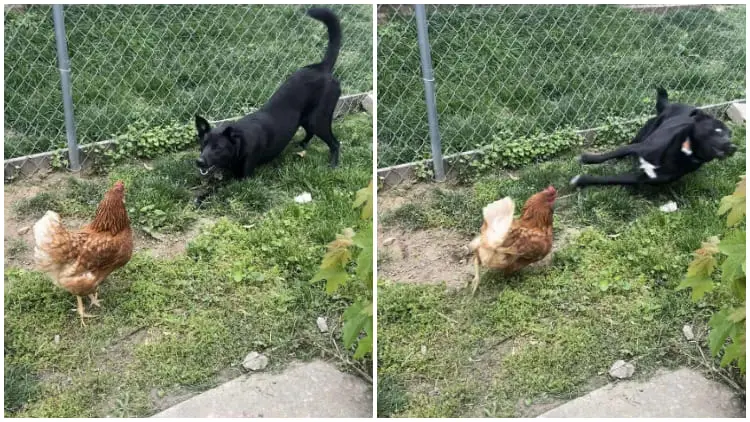 Cute Dog Tries to Befriend Chicken, but Friendship Doesn't Go as Planned