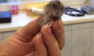 Cute Little Hamster Wears World's Smallest Cast for Its Broken Arm