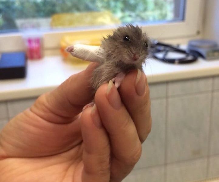 Cute Little Hamster Wears World's Smallest Cast for Its Broken Arm