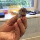 Cute Little Hamster Wears World's Smallest Cast for Its Broken Arm