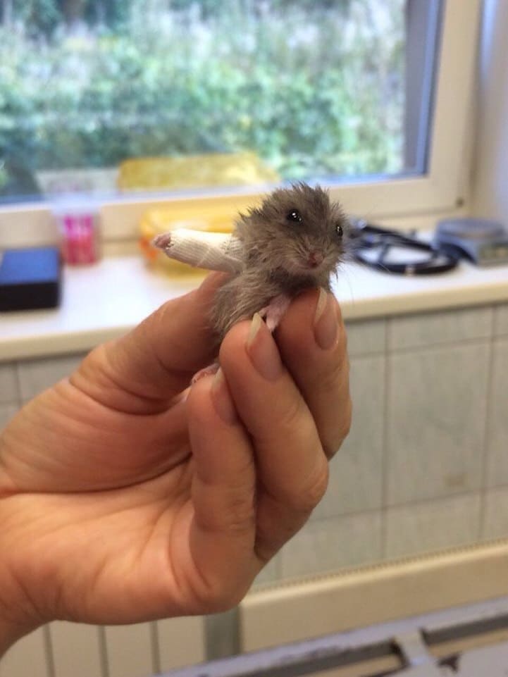Cute Little Hamster Wears World's Smallest Cast for Its Broken Arm