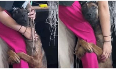 Cute Stray Dog Holds Onto Girl's Leg, Eager to Be Taken Home by Her