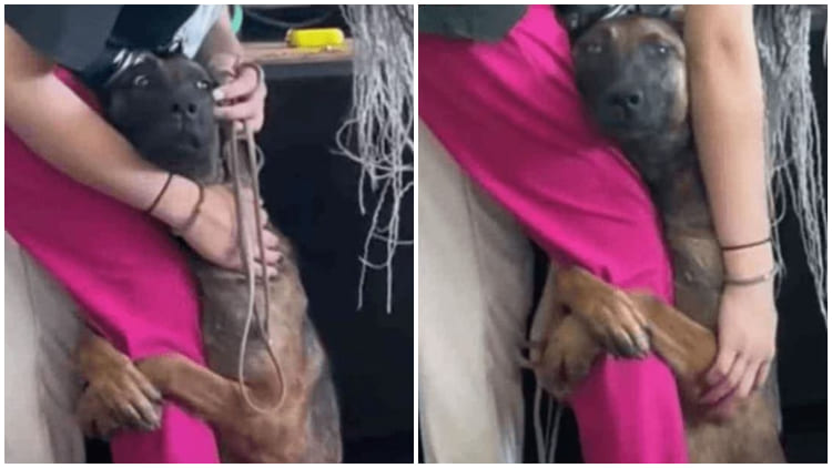 Cute Stray Dog Holds Onto Girl's Leg, Eager to Be Taken Home by Her