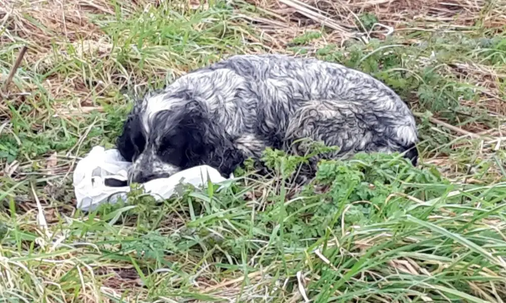 Cyclist Finds Poor Dog With A Plastic Bag In Its Mouth – The Thing Inside Leaves Him In Tears