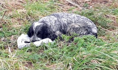 Cyclist Finds Poor Dog With A Plastic Bag In Its Mouth – The Thing Inside Leaves Him In Tears