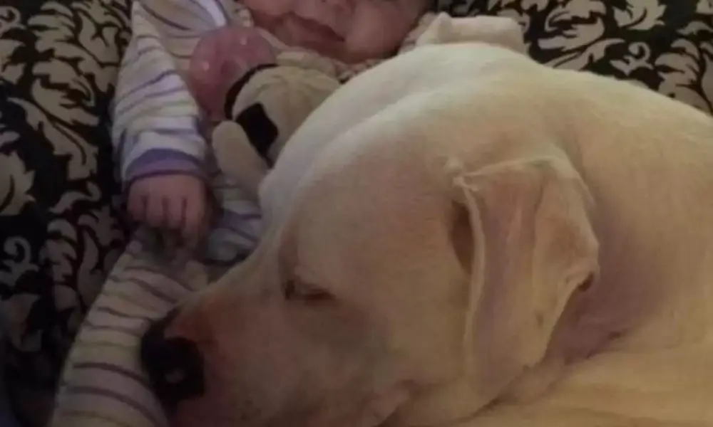 Dad Allows 100lb Pitbull to Share Crib with Baby