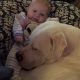 Dad Allows 100lb Pitbull to Share Crib with Baby