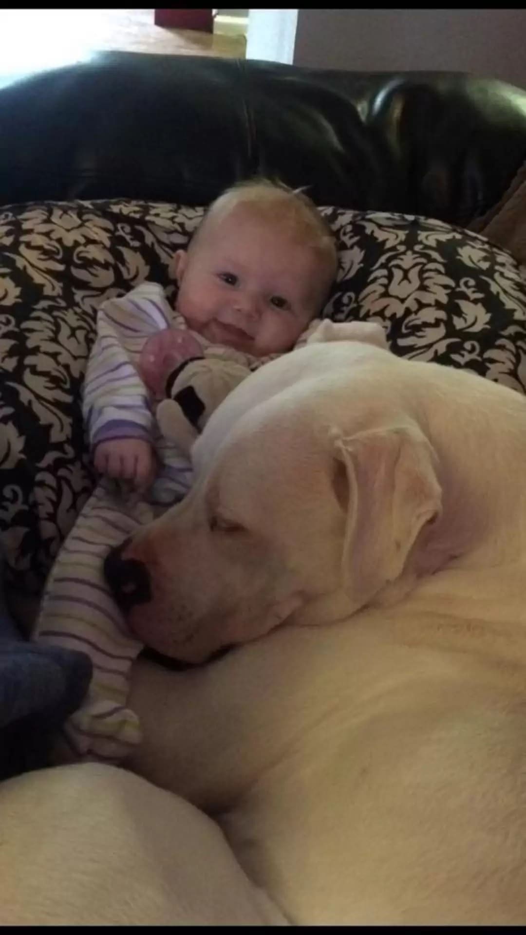Dad Allows 100lb Pitbull to Share Crib with Baby