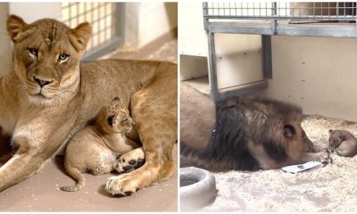 Daddy Lion Meets His Baby Lion Cub for the First Time, Filled with Sweet and Cute Reactions