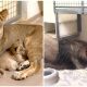 Daddy Lion Meets His Baby Lion Cub for the First Time, Filled with Sweet and Cute Reactions