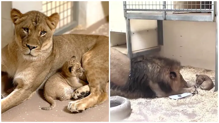 Daddy Lion Meets His Baby Lion Cub for the First Time, Filled with Sweet and Cute Reactions