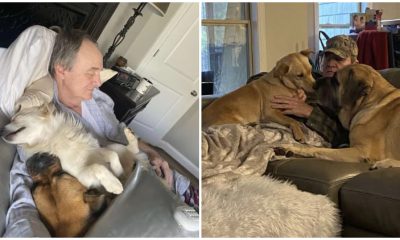 Daughter Feels Heartwarming When Walking In The Door And Seeing Her Dad Napping with All the Neighbor Dogs