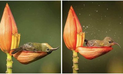 Delightful Little Bird Finds Joy in Using a Flower Petal as Her Bathtub