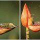 Delightful Little Bird Finds Joy in Using a Flower Petal as Her Bathtub