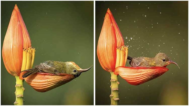 Delightful Little Bird Finds Joy in Using a Flower Petal as Her Bathtub