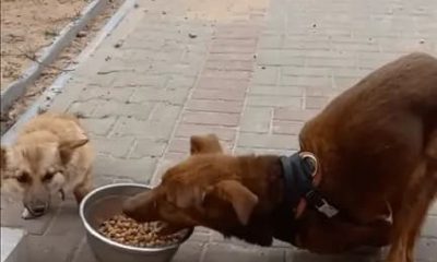 Disabled Stray Dog Overwhelmed with Happiness as He Gets Love for the First Time