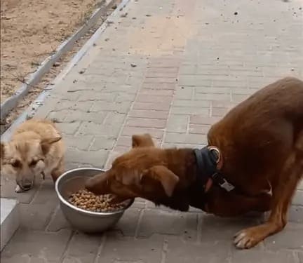 Disabled Stray Dog Overwhelmed with Happiness as He Gets Love for the First Time