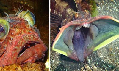 Discover Fringehead, The Feisty Ocean Fish with a Mouth Wider Than Its Body