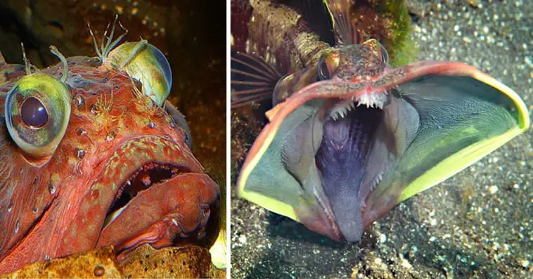 Discover Fringehead, The Feisty Ocean Fish with a Mouth Wider Than Its Body