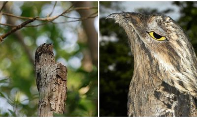 Discover Potoo Bird, The Master of Camouflage, Pretending to Be a Tree All Day