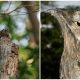 Discover Potoo Bird, The Master of Camouflage, Pretending to Be a Tree All Day