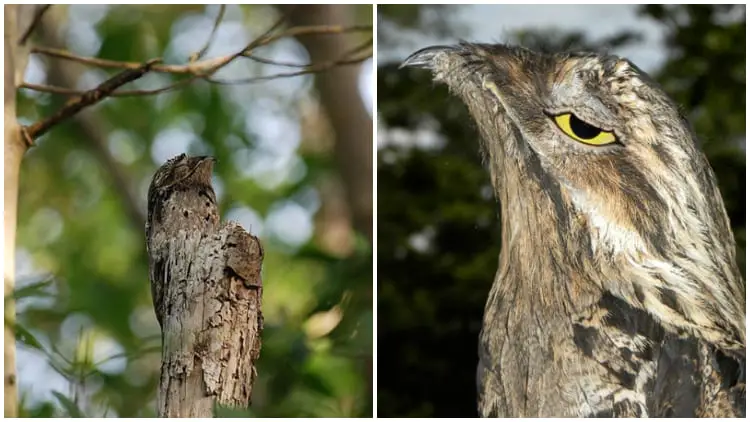 Discover Potoo Bird, The Master of Camouflage, Pretending to Be a Tree All Day