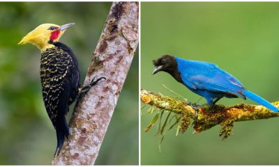 Discover the Unique and Diverse Birds of the Brazilian Atlantic Woods