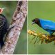 Discover the Unique and Diverse Birds of the Brazilian Atlantic Woods