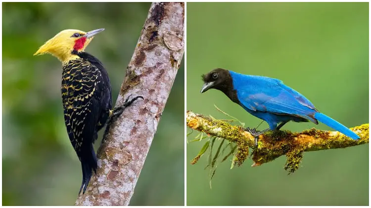 Discover the Unique and Diverse Birds of the Brazilian Atlantic Woods