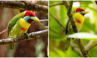 Discovering The Stunning Versicolored Barbet, The Bird with Vibrant, Psychedelic Feathers